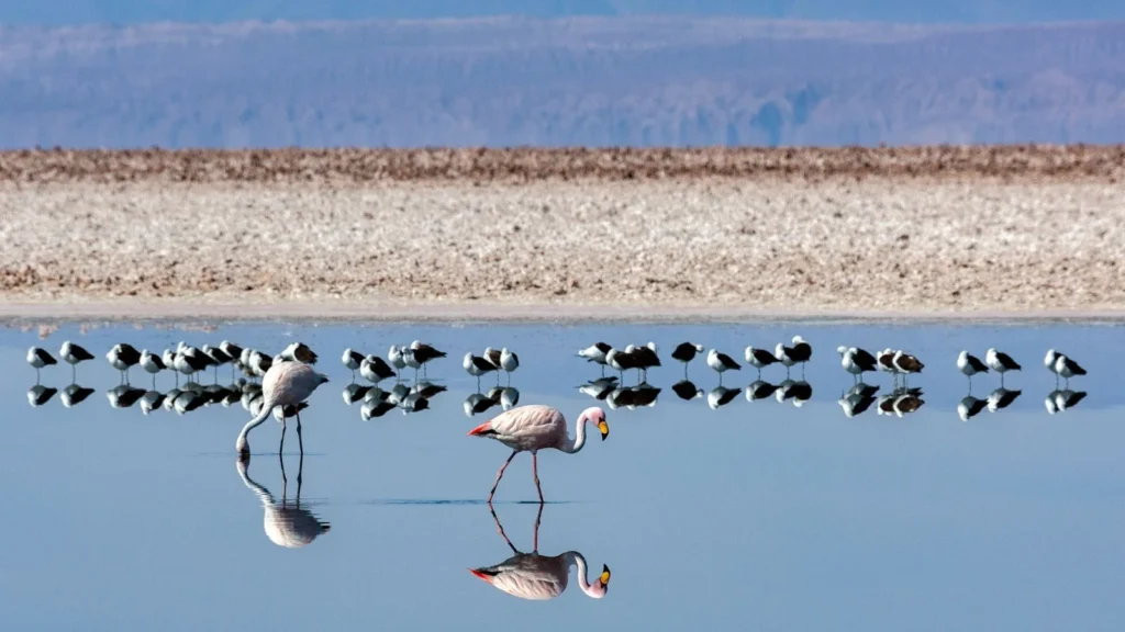 Flamingos in Atacama 