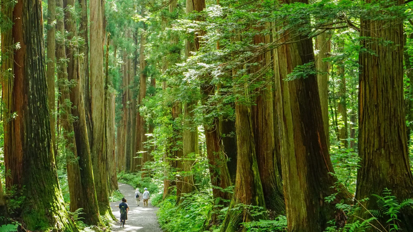 rows of cedar trees in Togakushi , Japan