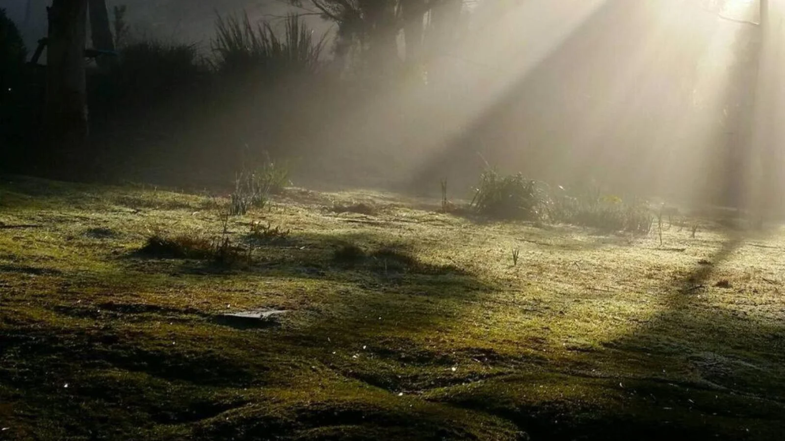 Forest in Bruny Island, Tasmania