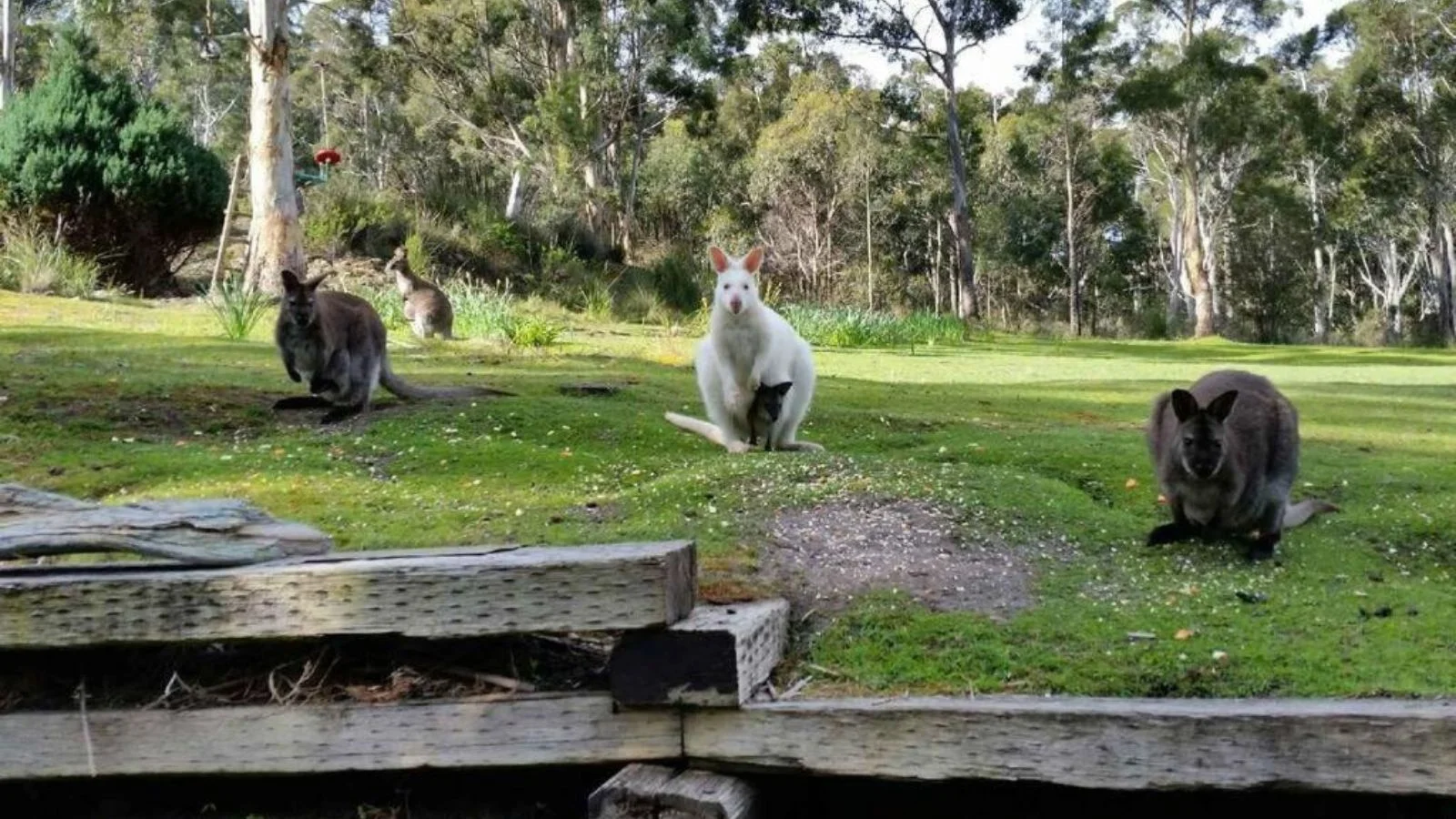 Kangeroos in Bruny Island, Australia