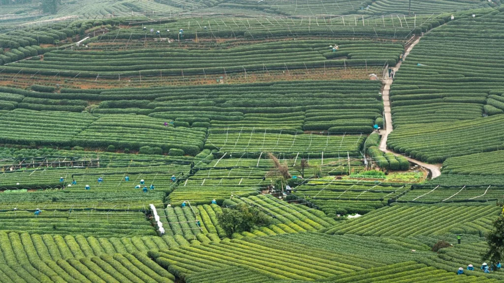 Tea fields of Hangzhou, China
